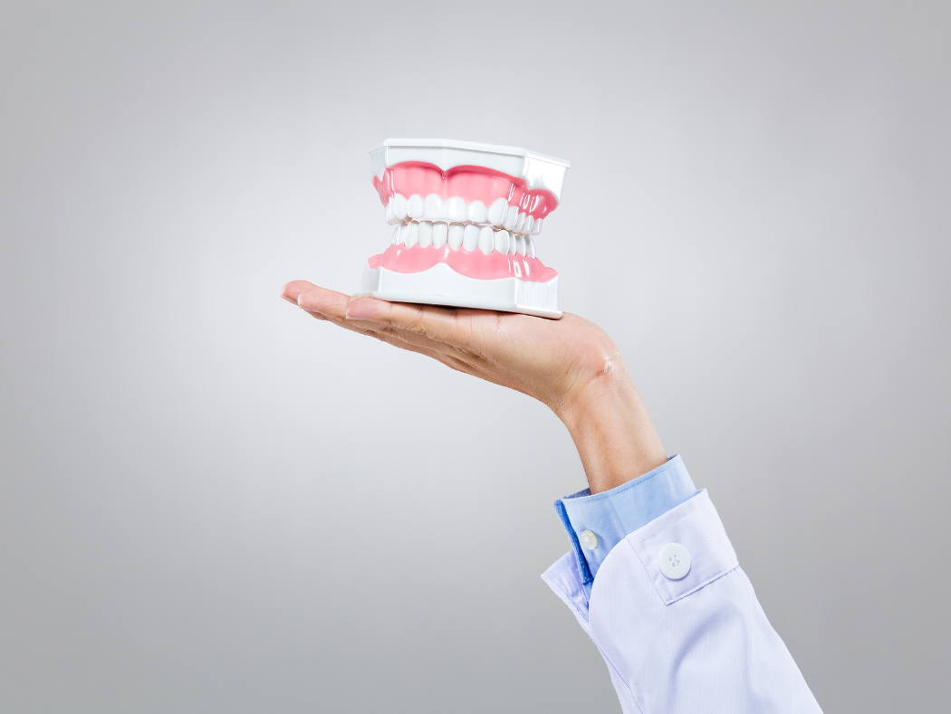 Dental model illustrating teeth treatment for patients in Louisville, KY